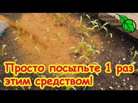РАССАДА, НЕ БОЛЕЙ! Как вылечить рассаду и избавиться от вредителей дома без химии. РАССАДА, НЕ БОЛЕЙ! Как вылечить рассаду и избавиться от вредителей дома без химии.