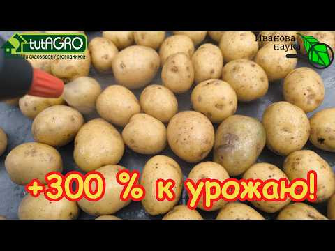 Соседи ахнут! Из БОЛЬНОГО КАРТОФЕЛЯ - РЕКОРДНЫЙ УРОЖАЙ! Подготовка картофеля для раннего урожая. Соседи ахнут! Из БОЛЬНОГО КАРТОФЕЛЯ - РЕКОРДНЫЙ УРОЖАЙ! Подготовка картофеля для раннего урожая.