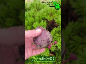ВЫПИВАЮ ПОЛ СТАКАНА В ДЕНЬ и ТАБЛЕТКИ НЕ НУЖНЫ! Как правильно лечить высокое давление свеклой.