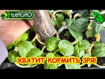 САМАЯ МОЩНАЯ ПОДКОРМКА ПЕРЦА! Рассада перца толстенькая и крепкая: мой способ для лучшего роста.