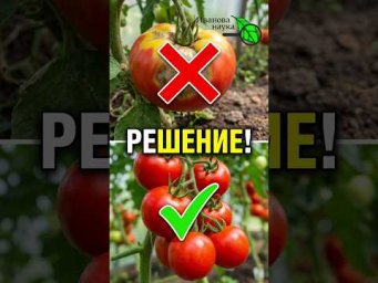 ДАЙ ТОМАТАМ В АВГУСТЕ! ВСЕ ТОМАТЫ СОЗРЕЮТ БЫСТРО и ВКУСНО! Как правильно подкармливать томаты.