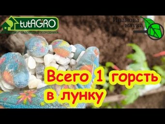 ПРИГОТОВЬТЕСЬ К БОЛЬШОМУ УРОЖАЮ! Что положить в лунку при посадке томатов? Забудьте о вершинке!