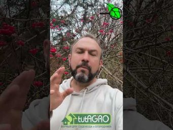 УБЕРИТЕ ЭТИ РАСТЕНИЯ ИЗ САДА и ОН ПЕРЕСТАНЕТ БОЛЕТЬ!