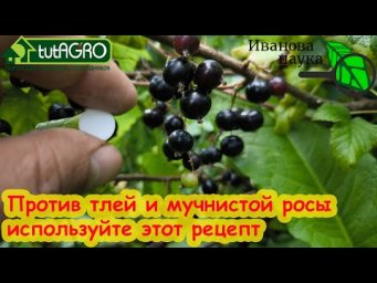 МОЖНО ПРЯМО ПО ЯГОДАМ и ПЛОДАМ! Аспирин + сода + нашатырный спирт против мучнистой росы и тлей.