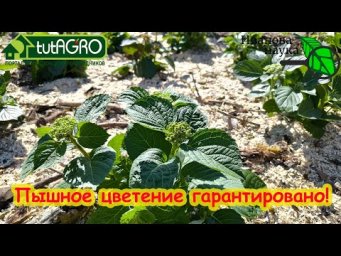 Цветы на гортензии будут яркие и крупные, никакого хлороза и вымерзания. Весенняя посадка и уход.