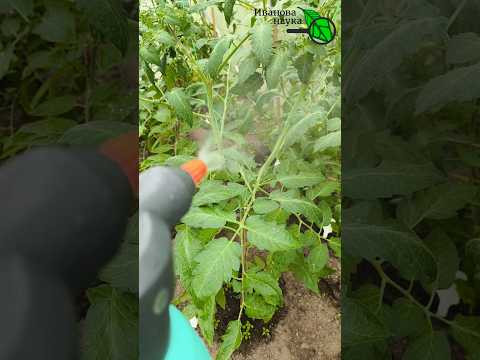 ФИТОФТОРА СГОРИТ ЗА РАЗ! Чудо-способ от всех грибков.  Спасаем огород: мощный удар по болезням!