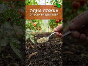 1 ЛОЖКА ОТ ВСЕХ ВРЕДИТЕЛЕЙ! Простой способ очистить теплицу, огород от белокрылки и слизней осенью
