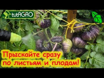 Фитофтора на помидорах погибнет сразу! ДЕЛАЮ ТАК ВСЕГДА. ЗАЩИТА РАСТЕНИЙ ОТ БОЛЕЗНЕЙ ФИТОСПОРИНОМ‪.