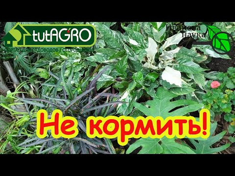 Листья желтеют, вянут, покрываются пятнами? Руки прочь от удобрений! Скорая помощь для растений. Листья желтеют, вянут, покрываются пятнами? Руки прочь от удобрений! Скорая помощь для растений.