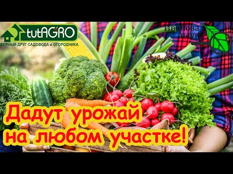 САМЫЕ ЗНАМЕНИТЫЕ, ВКУСНЫЕ и НЕПРИХОТЛИВЫЕ СОРТА ОВОЩЕЙ посадил и забыл. Беспроблемные сорта!