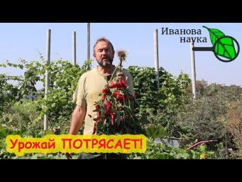 КАК ЗАПРАВИТЬ ПОЧВУ ПОД ОГУРЦЫ, ТОМАТЫ и КАРТОФЕЛЬ. Этого удобрения много не бывает!
