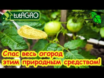 НАТУРАЛЬНАЯ ОБРАБОТКА ОТ ФИТОФТОРЫ и ПЕРОНОСПОРОЗА: никакого кефира и йода! Белокрылка улетает прочь