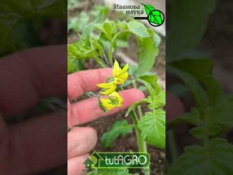 Помидоры-мутанты?! Вся правда о махровых цветках томатов. #garden #gardenlife #дача #огород #shorts