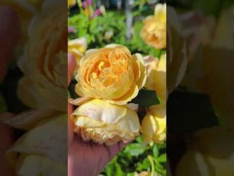 Розы, которые не надо укрывать. Rosa 'Graham Thomas' в фокусе внимания.