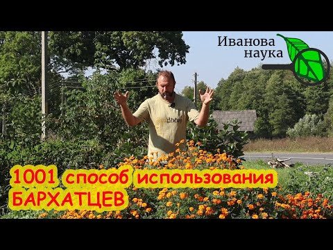 НЕ ВЫБРАСЫВАЙТЕ БАРХАТЦЫ, даже если они с клещом! Сделайте ТАК СЕЙЧАС, а весной СКАЖЕТЕ МНЕ СПАСИБО. НЕ ВЫБРАСЫВАЙТЕ БАРХАТЦЫ, даже если они с клещом! Сделайте ТАК СЕЙЧАС, а весной СКАЖЕТЕ МНЕ СПАСИБО.