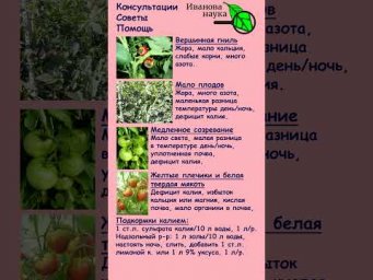 Что с плодами томата? Маленький урожай, вершинная гниль, желтые плечики, медленное созревание.