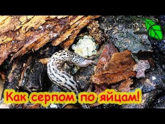 ДАЖЕ ПРИШЛЫЕ СЛИЗНИ вылетают с огорода как из ПУШКИ! Слизням ПО ЯЙЦАМ! Не дайте слизням перезимовать