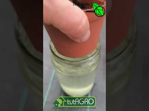 Мой урожай на подоконнике: магия без земли! КРАСИВО, ВКУСНО, ПОЛЕЗНО! Секреты мини-огорода в банке.