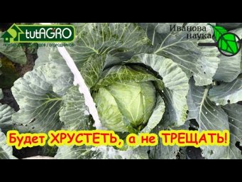КАПУСТА КРЕПКАЯ, ХРУСТКАЯ! Даже квашеная капуста хрустит как свежая. Просто сделайте эту подкормку.