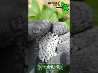 Вот так подкормите клубнику и она завалит вас урожаем вкусных ягод!