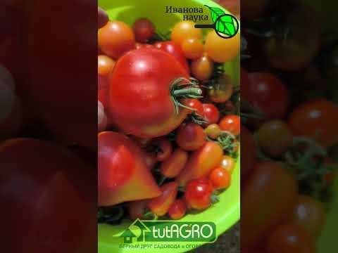 ТОМАТЫ останутся вкусными надолго. Как сделать томаты вкусными. Почему в томатах прорастают семена. ТОМАТЫ останутся вкусными надолго. Как сделать томаты вкусными. Почему в томатах прорастают семена.