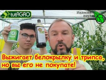 ВЫЖИГАЕТ ТЛЮ и БЕЛОКРЫЛКУ ЗА 1 РАЗ! Масло НИМ: спасение или опасность?