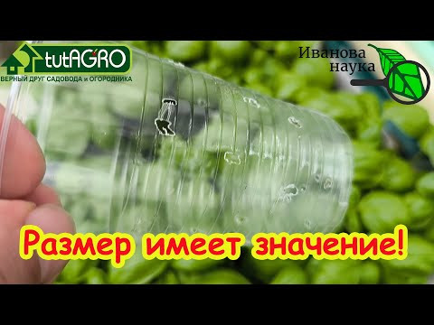 ПРЕВИКУР НЕ НУЖЕН! В этих стаканах рассада не вытягивается и не болеет. Просто возьмите гвоздь. ПРЕВИКУР НЕ НУЖЕН! В этих стаканах рассада не вытягивается и не болеет. Просто возьмите гвоздь.