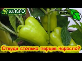 ОТКУДА ТАКОЙ УРОЖАЙ ПЕРЦЕВ? Просто повторяю эту подкормку 1 раз в 2 недели. И всё.