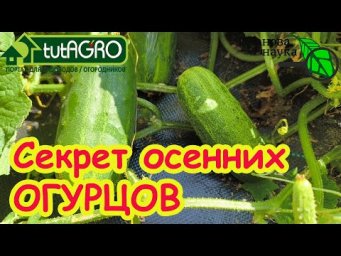 ПОКА МОРОЗ НЕ РАЗЛУЧИТ НАС! Секрет осенних огурцов. огурцы РЕАЛЬНО до заморозков. Подкормка огурцов.