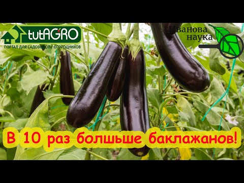 ПОЛЕЙТЕ ЭТИМ БАКЛАЖАНЫ ДЛЯ БЫСТРОГО РОСТА И УВЕЛИЧЕНИЯ УРОЖАЯ. Ни один баклажан не завянет! ПОЛЕЙТЕ ЭТИМ БАКЛАЖАНЫ ДЛЯ БЫСТРОГО РОСТА И УВЕЛИЧЕНИЯ УРОЖАЯ. Ни один баклажан не завянет!