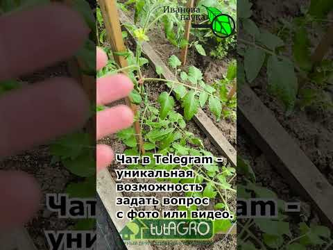 Чем обработать томаты, перцы, огурцы? Копеечное средство лучше дорогих препаратов. Копеечный порошок