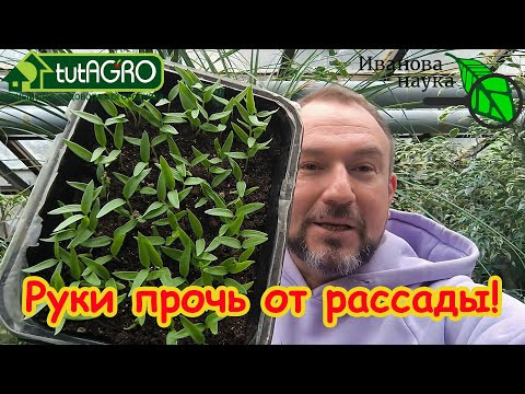 НЕ ПОГУБИТЕ РАССАДУ ПОСЛЕ ВСХОДОВ! 2 частые ошибки даже опытных огородников.Первая подкормка рассады