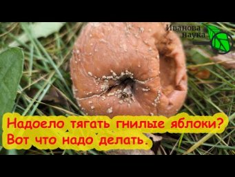ЯБЛОКИ ГНИЮТ ПРЯМО НА ВЕТКАХ! Хватит таскать гнилые яблоки за забор! Плодовая гниль - как вылечить.