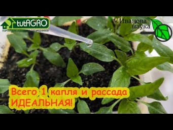 ПОЛЕЙТЕ РАССАДУ 1 РАЗ ЭТИМ СРЕДСТВОМ и рассада преобразится на глазах и будет как с картинки.