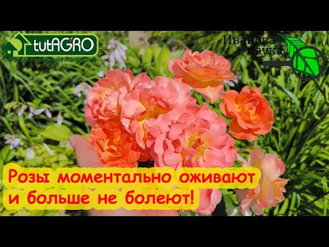 ВМИГ ВСЕ РОЗЫ ОЖИВАЮТ! Пионы УСЫПАНЫ цветами! Флоксы БУШУЮТ и не болеют. Все из-за этой подкормки. ВМИГ ВСЕ РОЗЫ ОЖИВАЮТ! Пионы УСЫПАНЫ цветами! Флоксы БУШУЮТ и не болеют. Все из-за этой подкормки.