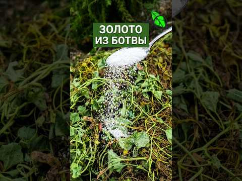 НИКОГДА НЕ ВЫБРАСЫВАЙТЕ БОТВУ! 1 ложка и она ЗАМЕНИТ ЛЮБЫЕ УДОБРЕНИЯ
