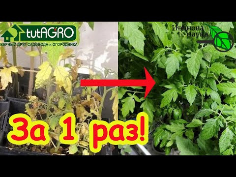 ЛИСТЬЯ ЖЕЛТЕЮТ, ОПАДАЮТ, КРУТЯТСЯ? Поможет ТРОЙЧАТКА домашнего приготовления! ЛИСТЬЯ ЖЕЛТЕЮТ, ОПАДАЮТ, КРУТЯТСЯ? Поможет ТРОЙЧАТКА домашнего приготовления!