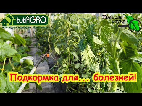 НЕ КОРМИТЕ БОЛЕЗНИ! Как не загубить урожай своими руками. Болезни своими руками. НЕ КОРМИТЕ БОЛЕЗНИ! Как не загубить урожай своими руками. Болезни своими руками.