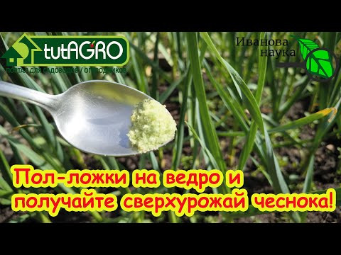 ПОЛЕЙТЕ ТАК ЧЕСНОК В ИЮНЕ И УРОЖАЙ ОЧЕНЬ ПОРАДУЕТ: подкормка чеснока на укрупнение головок.