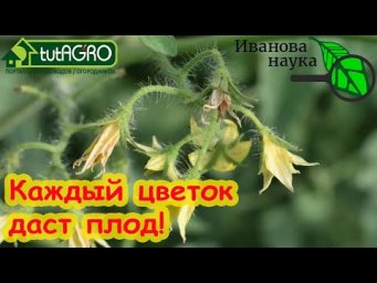 ВСЕ ЦВЕТКИ 100 % ДАДУТ ЗАВЯЗИ. Почему скручиваются листья и отпадают цветки у томата?