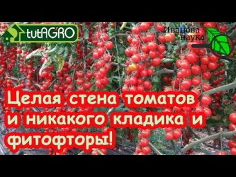 ЦЕЛАЯ СТЕНА ИЗ ЭТИХ ТОМАТОВ! 2 ОБАЛДЕННО вкусных сорта, не болеют и заваливают урожаем до морозов!