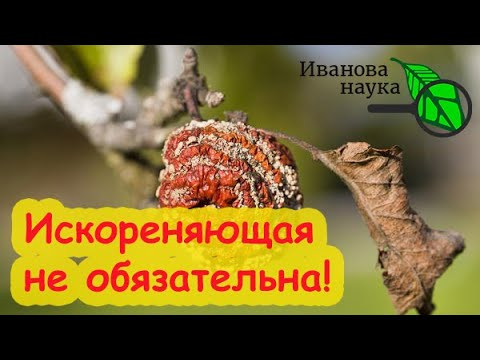 ТОП-7 ВОПРОСОВ ОБ ИСКОРЕНЯЮЩЕЙ ОБРАБОТКЕ ОСЕНЬЮ. Всё, что надо знать об искоренении болезней в саду. ТОП-7 ВОПРОСОВ ОБ ИСКОРЕНЯЮЩЕЙ ОБРАБОТКЕ ОСЕНЬЮ. Всё, что надо знать об искоренении болезней в саду.