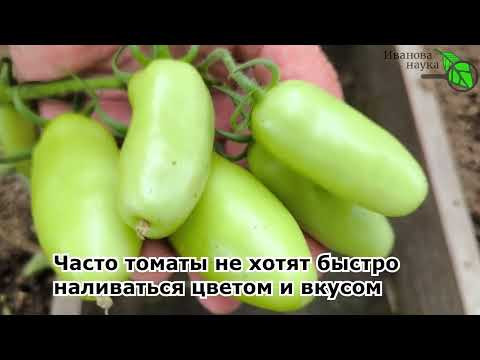 КРАСИМ ТОМАТЫ БЕЗ ЙОДА, ТРАВМ и ОЖОГОВ. Простой способ ускорить созревание и уберечь от фитофторы. КРАСИМ ТОМАТЫ БЕЗ ЙОДА, ТРАВМ и ОЖОГОВ. Простой способ ускорить созревание и уберечь от фитофторы.