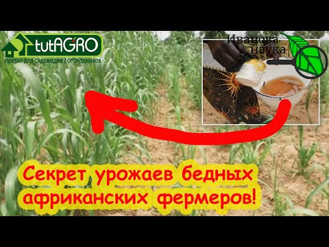 УДОБРЕНИЯ ДОРОГИЕ? Согласен! АФРИКАНСКАЯ ПОДКОРМКА: это удобрение ВООБЩЕ БЕСПЛАТНОЕ! УДОБРЕНИЯ ДОРОГИЕ? Согласен! АФРИКАНСКАЯ ПОДКОРМКА: это удобрение ВООБЩЕ БЕСПЛАТНОЕ!