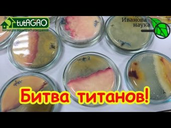 ТРИХОДЕРМА - БЕСПОЛЕЗНАЯ ТРАТА ДЕНЕГ? Открытие правды о Триходерме для огорода.