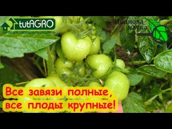КАЖДЫЙ ЦВЕТОК ДАСТ ЗАВЯЗЬ, КАЖДЫЙ ТОМАТ - КРУПНЫЙ! Обзор средств для повышения завязываемости плодов