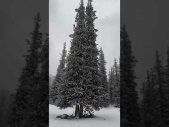 УЖЕ НАСТРОИЛСЯ СЕЯТЬ ОГУРЦЫ, А ТУТ ТАКОЕ!!! Место, где ёлки стройные, как кипарисы.