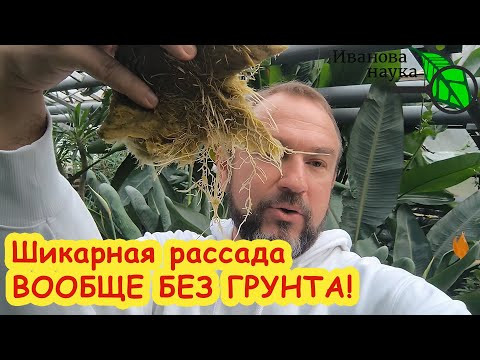 Не торопитесь покупать ГРУНТ: ПРОСТО ШИКАРНАЯ РАССАДА ВООБЩЕ БЕЗ ЗЕМЛИ! Без мух и аллергии. Не торопитесь покупать ГРУНТ: ПРОСТО ШИКАРНАЯ РАССАДА ВООБЩЕ БЕЗ ЗЕМЛИ! Без мух и аллергии.