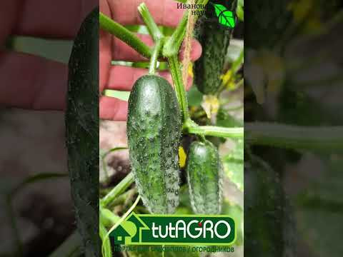Огурцы висят на плетях гирляндами! Эти подкормки - просто чудо!!! Огурцы висят на плетях гирляндами! Эти подкормки - просто чудо!!!