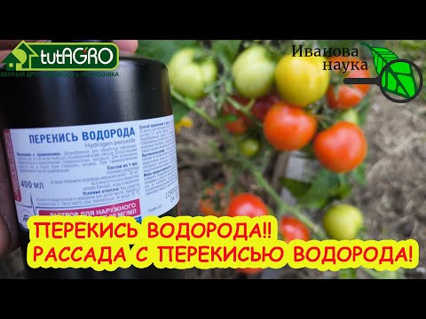 ПЕРЕКИСЬ ВОДОРОДА!! РАССАДА С ПЕРЕКИСЬЮ ВОДОРОДА! Только так перекись водорода поможет рассаде.